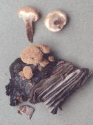 Asterophora lycoperdoides Mushroom
