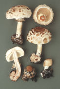 Macrolepiota rhacodes var bohemica Mushroom