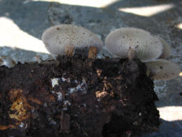 Polyporus various5