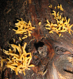 Calocera cornea3