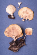 Stereum ostrea2 Mushroom