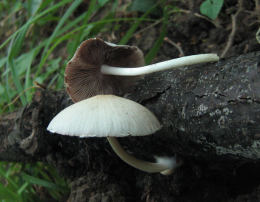 Psathyrella candolleana5