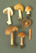 Inocybe godeyi Mushroom