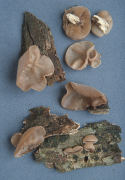 Auricularia auricula Mushroom