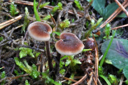 Auriscalpium vulgare