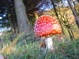 Amanita muscaria 26