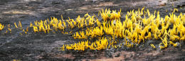 Calocera cornea3