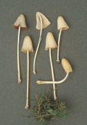 Conocybe lactea 2 Mushroom
