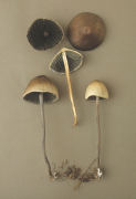 Panaeolus campanulatus Mushroom