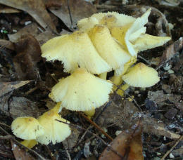 Leucocoprinus birnbaumii2