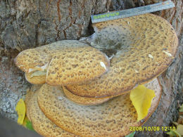 Polyporus squamosus 8