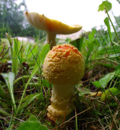 Amanita muscaria 26