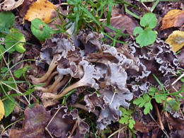 Pseudocraterellus undulatus 4 Mushroom