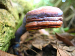 Ganoderma lucidum2