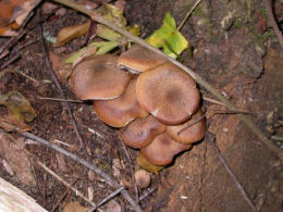 Armillaria mellea 001