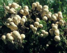 Lycoperdon pyriforme2