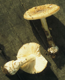 Amanita pantherina3.jpg