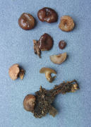 Ascocoryne cylichnium3 Mushroom