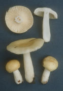 Russula raoultii Mushroom