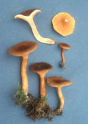 Hygrophoropsis aurantiaca Mushroom