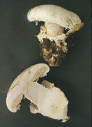 Amanita ovoidea.jpg Mushroom