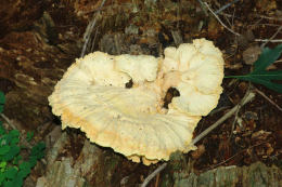 Laetiporus sulphureus   008