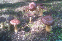 Stropharia rugosoannulataWF