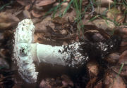 Amanita magniverrucata Mushroom