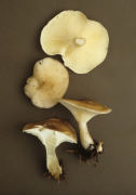 Clitocybe clavipes 2 Mushroom