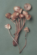 Mycena haematopus3 Mushroom
