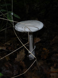 Amanita vaginata var alba014