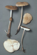 Oudemansiella radicata2 Mushroom