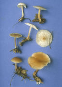 Collybia dryophila Mushroom