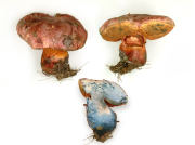 Boletus legalliae GK Mushroom