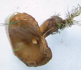 Paxillus involutus