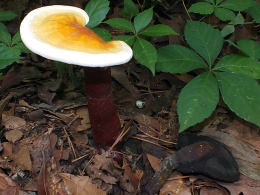 Ganoderma lucidum2