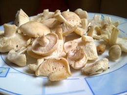 Calocybe gambosa WAS Tricholoma gambosum