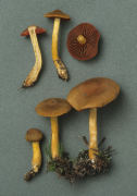 Cortinarius semisanguineus3 Mushroom