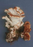 Bondarzewia montana Mushroom