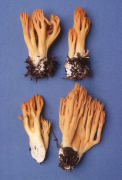 Ramaria longispora Mushroom