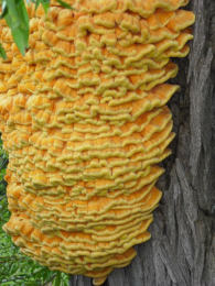 Laetiporus sulphureus   008