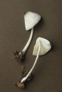 Leucocoprinus brebissonii Mushroom