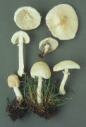 Macrolepiota excoriata less bottom right Mushroom