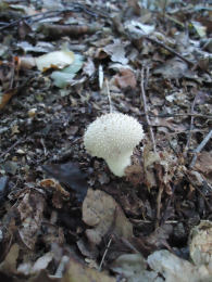 Lycoperdon perlatum