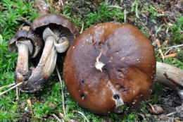 Agrocybe erebia2