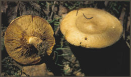 Paxillus involutus