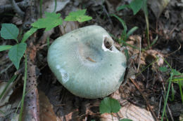 Russula virescens