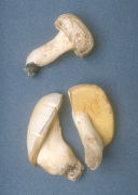 Boletus albisulphureus Mushroom