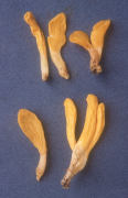 Neolecta irregularis Mushroom