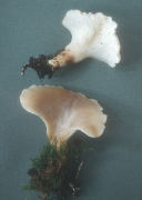 Hohenbuehelia geogenia2 Mushroom
